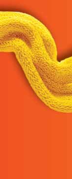 HUGGIES Gold Skin Soft or Gold Skin Soft Pants Megapack